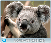 Koala.jpg